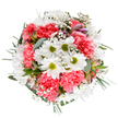 This bouquet, artfully composed by Guildford's talented florists, captures the essence of joy and renewal that marks the changing seasons along the River Wey. At its centre, clusters of pristine white daisies with zesty lime-green centres radiate optimism, surrounded by layers of lavish coral-pink carnations that ripple with warmth. Interspersed among these are soft sprays of delicate gypsophila, lending the composition a lightness akin to dawn mist rising over Pewley Downs. Sprigs of eucalyptus and subtle alstroemeria buds peek from the verdant base, their muted tones and textures weaving a fragrant, harmonious undercurrent. Carefully arranged to feel both exuberant and tranquil, this bouquet brings a breath of fresh air to any Guildford home, delivering celebration, gratitude, or comfort-perfect for marking birthdays, Mother's Day, or simply letting someone know they're cherished within our local community.
