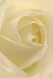 This close-up draws you intimately into the core of a cream-colored rose, its spiraling petals forming a cocoon of softness and light. The velvet texture is so vivid, it almost seems you could feel the silken layers beneath your hand-gentle, cool, and weightless, like mist drifting above Pewley Down on a spring morning. Ivory and muted gold tones dance quietly under diffused daylight, giving each fold a sculpted yet tender appearance. The mood is deeply peaceful, resonant with the calm found in Guildford's hidden corners-perhaps a quiet moment in the Quarry Street gardens or along the cobbled lanes winding to the castle. In this rose, there is a reverence and sincerity, making it a meaningful expression for sympathy, admiration, or the hope that comes with new beginnings. Its barely-there fragrance is delicate, elusive; it lingers softly, like a cherished memory. The perspective reveals not just the flower's physical beauty, but the artistry of its arrangement and the emotions poured into every thoughtful delivery across Guildford-a true reflection of care, skill, and the guiding spirit behind every bouquet from Flower Delivery Guildford.